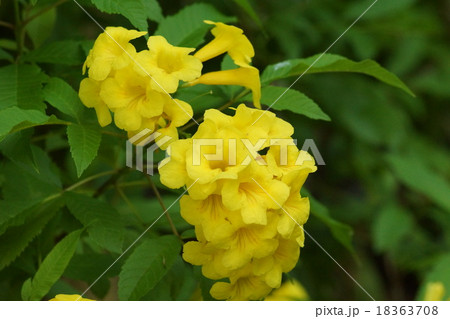 黄色花 テコマンスタンス 黄色花 テコマンスタンス 18363708