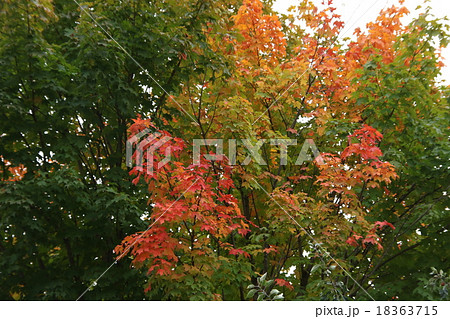 カナダ・ローレンシャンのメープル紅葉 18363715