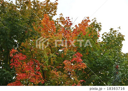 カナダ・ローレンシャンのメープル紅葉 18363716
