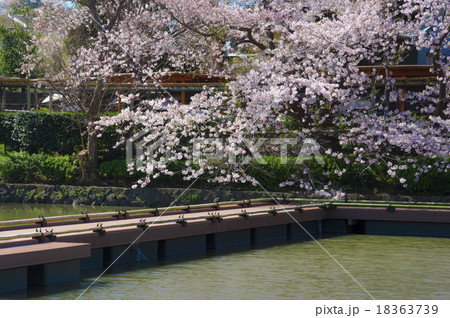 鶴岡八幡宮源氏池の桜の写真素材