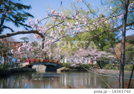 鶴岡八幡宮旗上弁天社の桜 18363740
