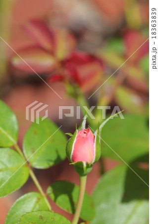 レオナルドダヴィンチ・バラの花の蕾 レオナルドダヴィンチ・バラの花の蕾 18363839
