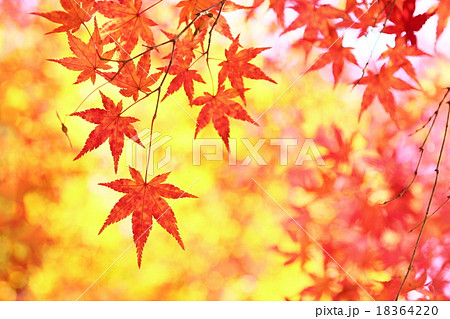 カエデの紅葉の写真素材 1642