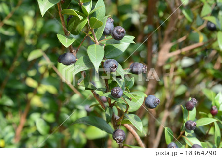 ギンバイカ実 18364290