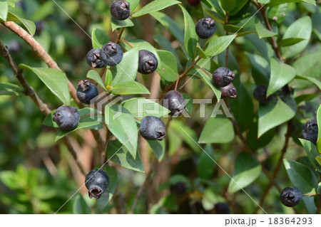 ギンバイカ実 18364293