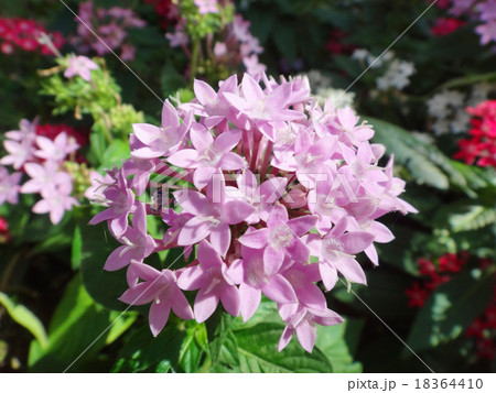 ペンタス 18364410