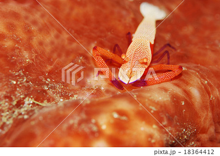 ウミウシカクレエビ 18364412