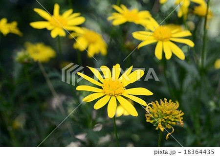 マーガレットコスモス マーガレットコスモス 18364435