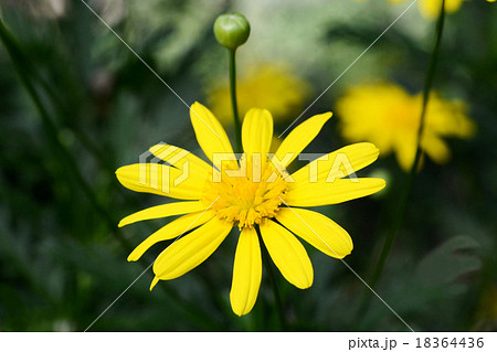 マーガレットコスモス マーガレットコスモス 18364436