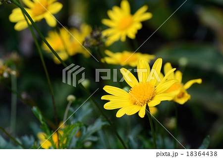 マーガレットコスモス 18364438