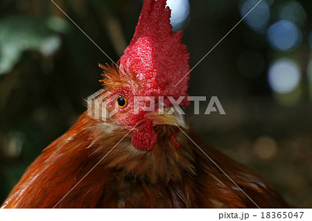 名古屋コーチン 18365047