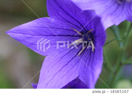 キキョウ 18365107