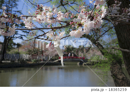 おみくじが結ばれたサクラの枝 18365259