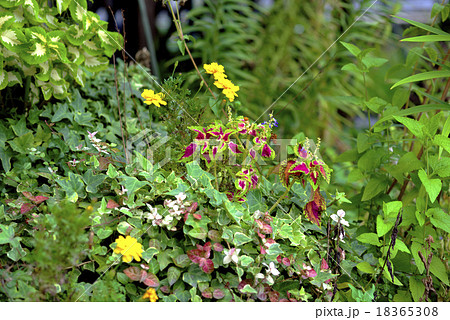 庭の寄せ植え コリウスとアイビーの写真素材