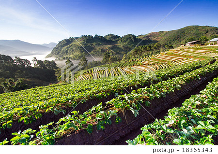Strawberry farm at Doi ang-Khang , Chiangmai 18365343