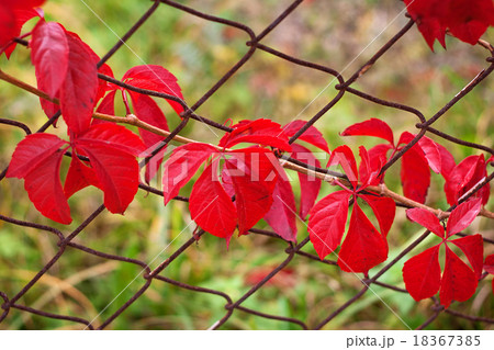 Ivy on old fence 18367385