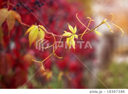 Ivy on old fence Ivy on old fence 18367386