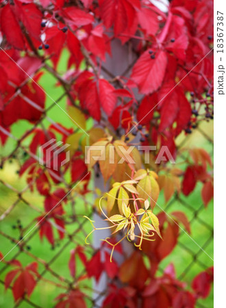 Ivy on old fence 18367387