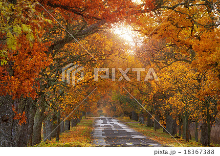 alley in autumn alley in autumn 18367388