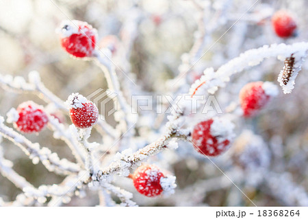 Winter background Winter background 18368264