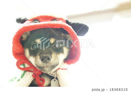 獅子舞をかぶる極小豆柴 獅子舞をかぶる極小豆柴 18368310