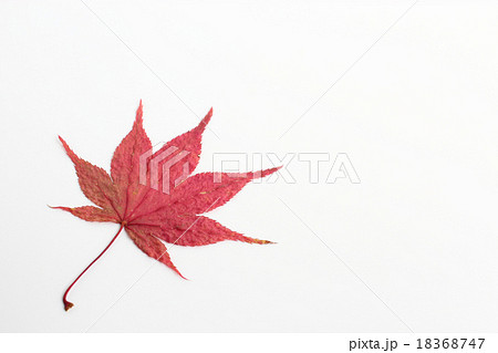紅葉の押し花の写真素材