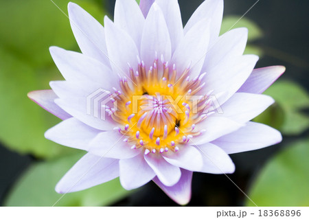 blooming white lotus flower blooming white lotus flower 18368896