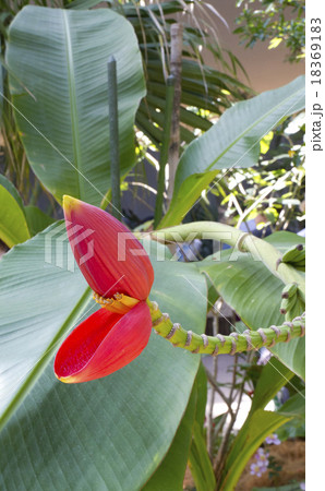 バナナの花 バナナの花 18369183