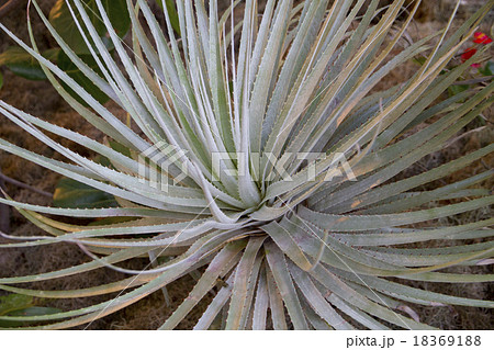 プヤセルーレアの写真素材 [18369188] - PIXTA 