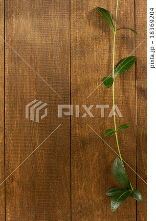 periwinkle on wooden background 18369204