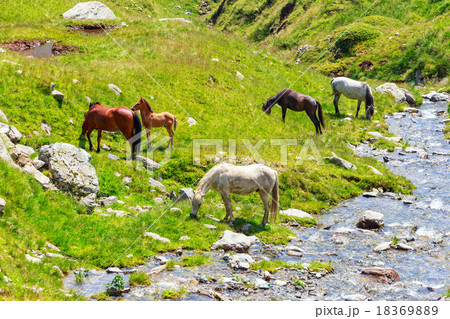 Horse herd on the pasture in the mountains 18369889