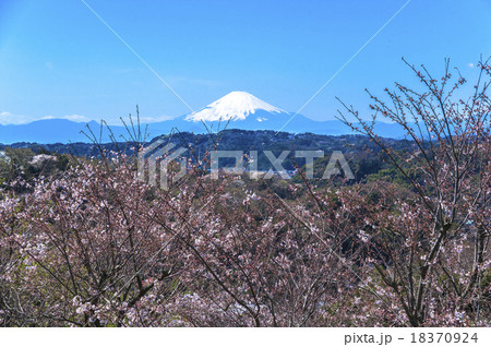逗子ハイランドから望む桜と富士山の写真素材