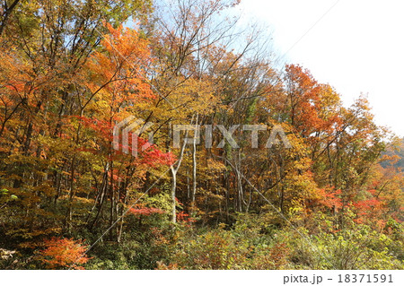 久慈渓流 紅葉 久慈渓流 紅葉 18371591