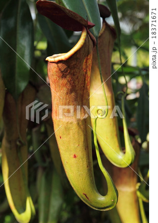 食虫植物 食虫植物 18371671