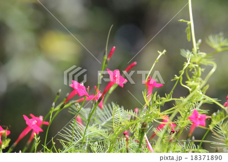 ルコウソウ 18371890