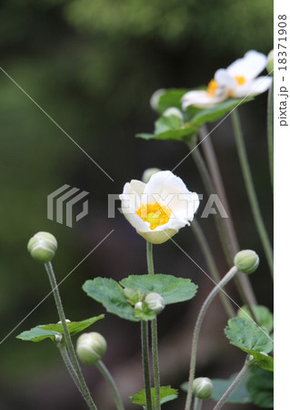 シュウメイギク シュウメイギク 18371908