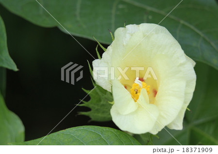 カイトウメン 18371909