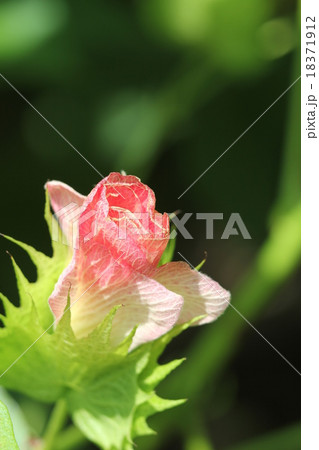 カイトウメン カイトウメン 18371912