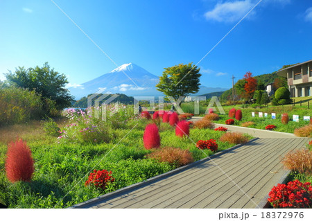 大石公園 紅葉コキアの写真素材