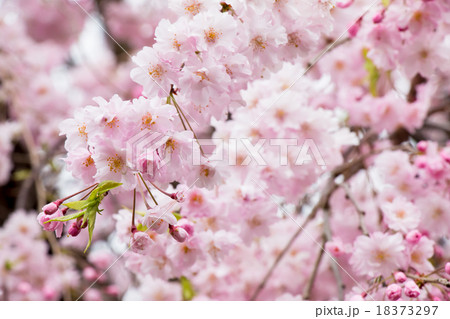 Pink Sakura. the most beautiful flower in japan.  18373297