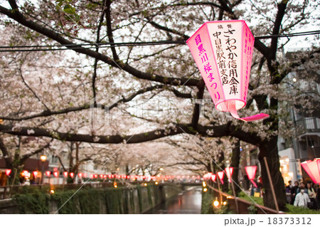 Lantern in Sakura Festival in Japan. Lantern in Sakura Festival in Japan. 18373312