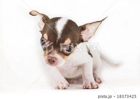 Cute Puppy Chiwawa Cute Puppy Chiwawa 18373425