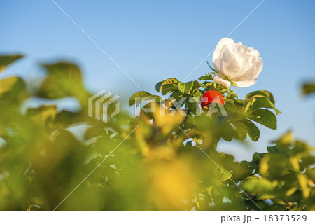 Beach rose flower at the Baltic Sea 18373529
