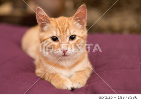 Orange kitten lie on the bed 18373536