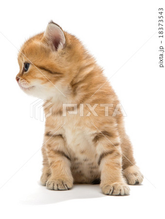 British kitten on white background British kitten on white background 18373543