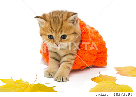 Small kitten in a knitted sweater. 18373599
