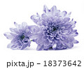 blue chrysanthemum flower on white 18373642