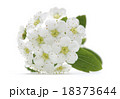 cherry flower in bloom closeup isolated 18373644