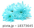 blue chrysanthemum flower on white 18373645