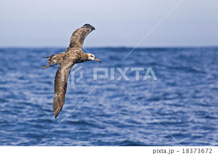 The Black-footed Albatross gliding over ocean 18373672